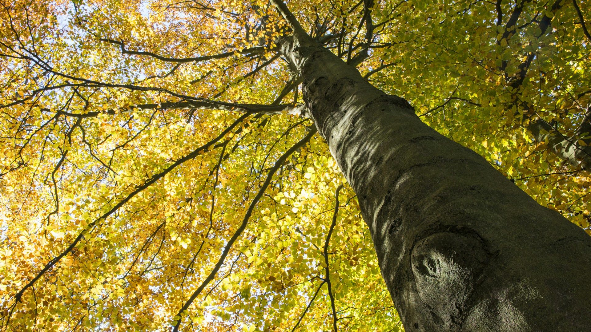 Beech tree in autumn