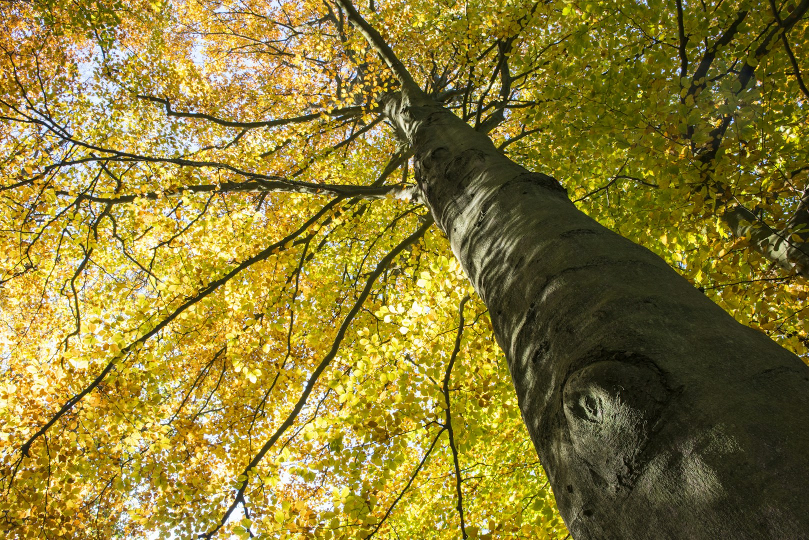 18 Health Benefits of Trees and Forests - One Tree Planted