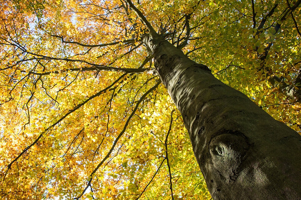 Looking up at a beech tree in autumn from underneath