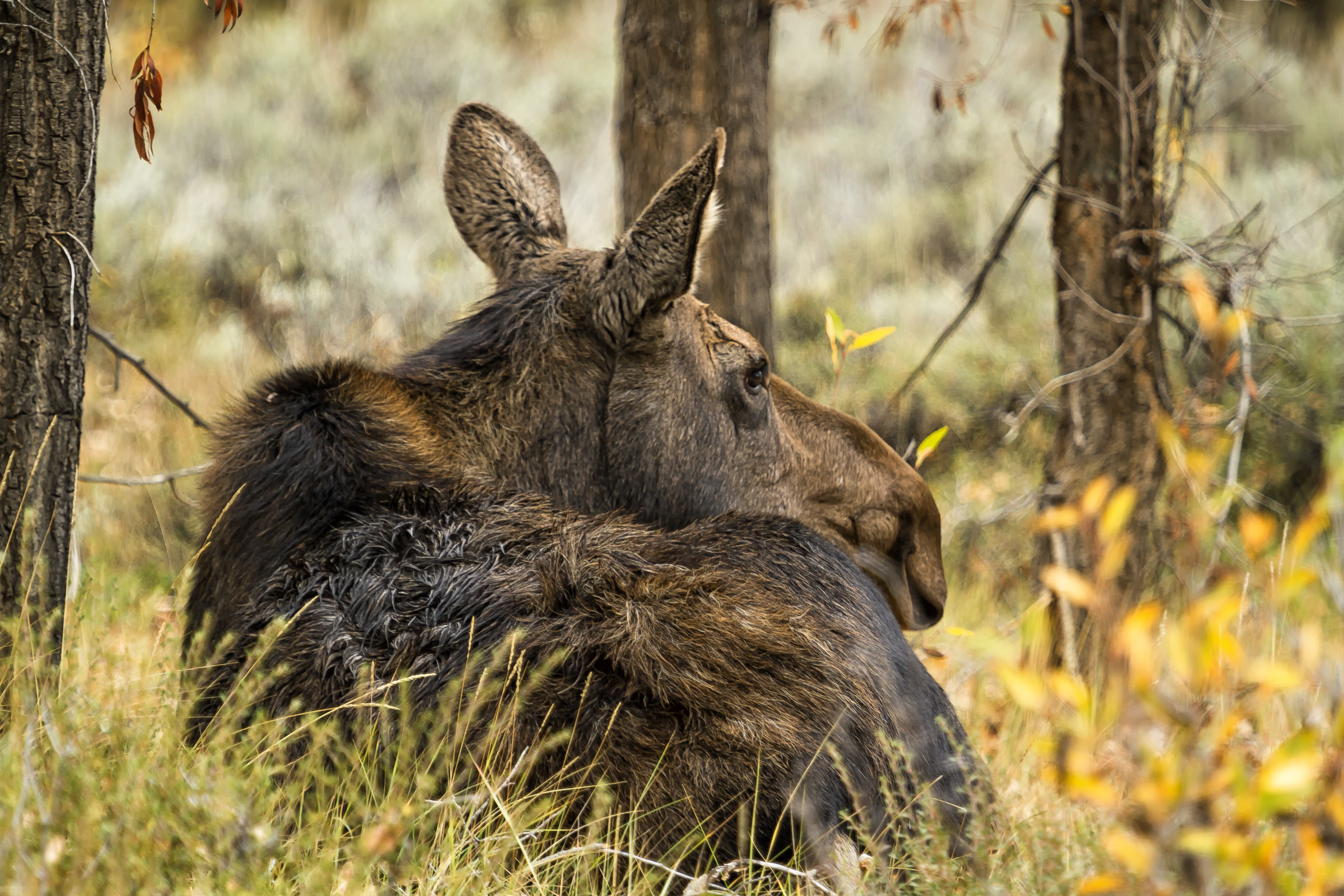 Eurasian elk (Alces alces) lying down in grass among trees