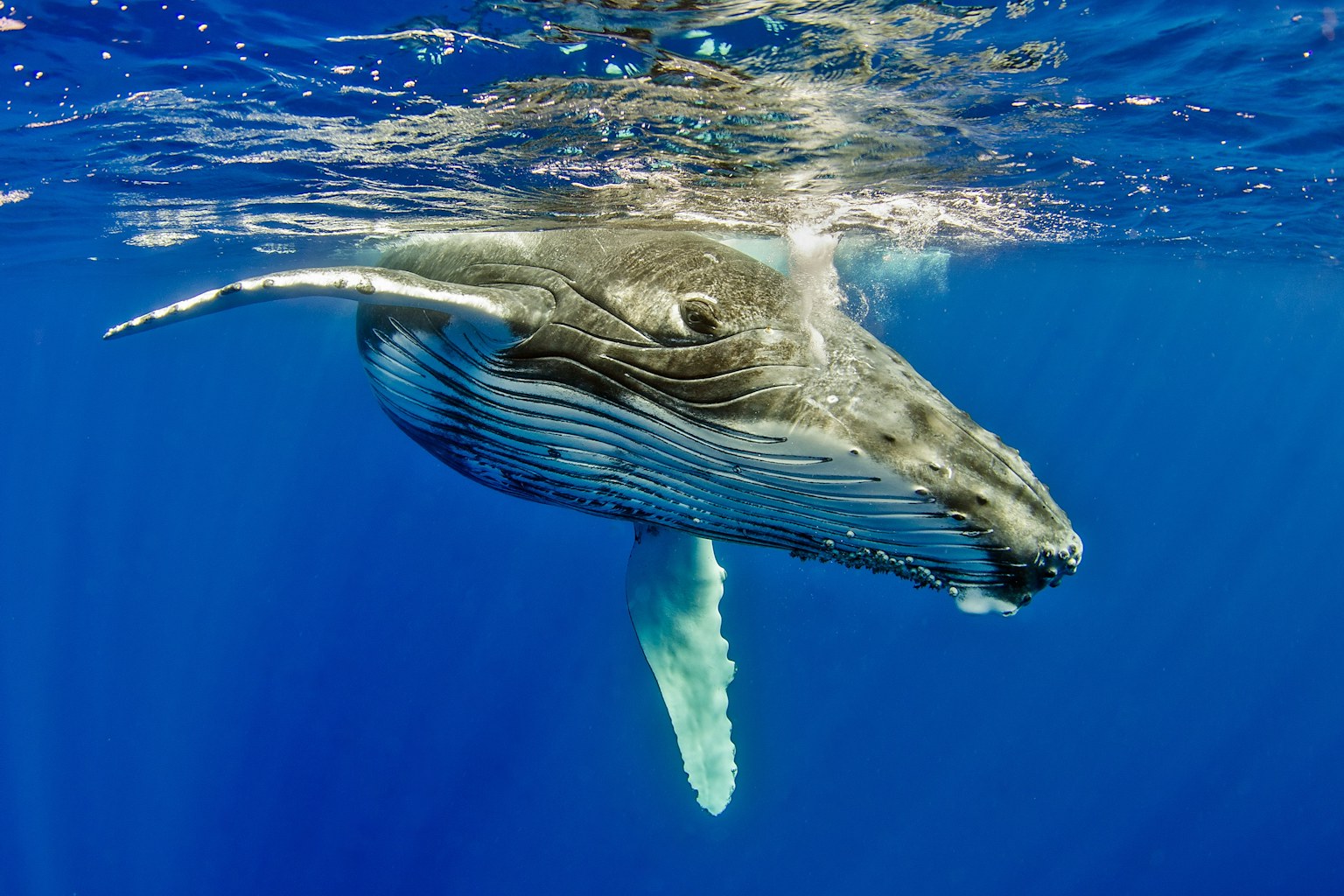 Humpback whale surfacing