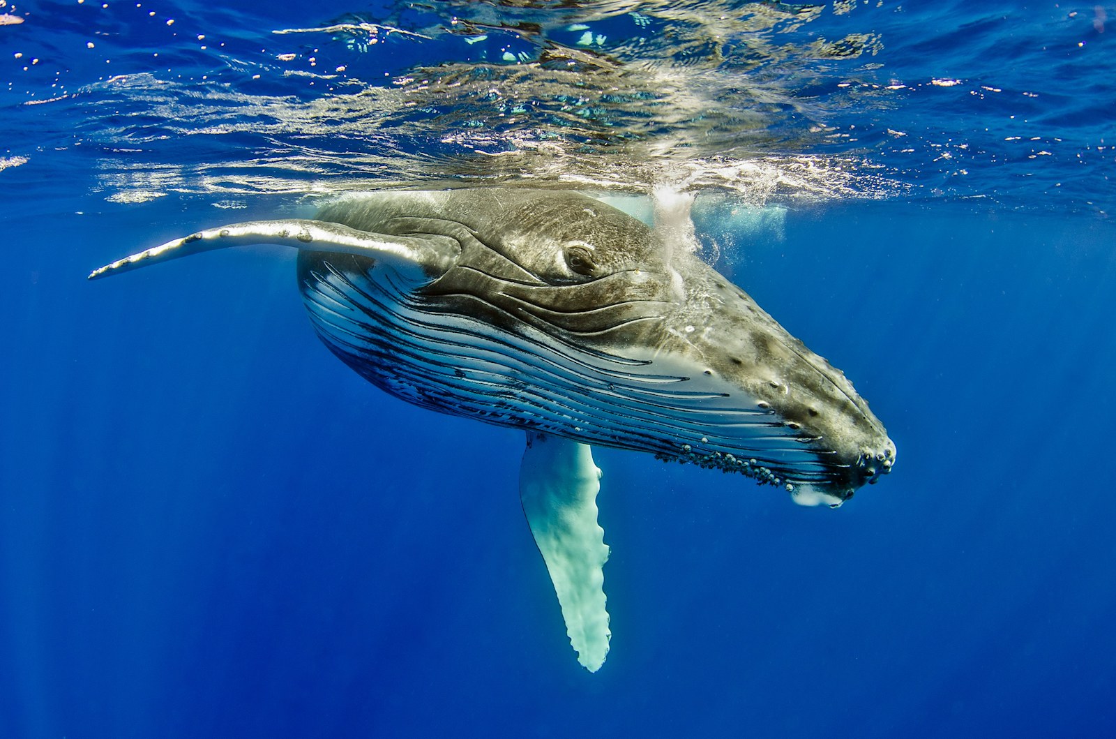 Humpback whale surfacing