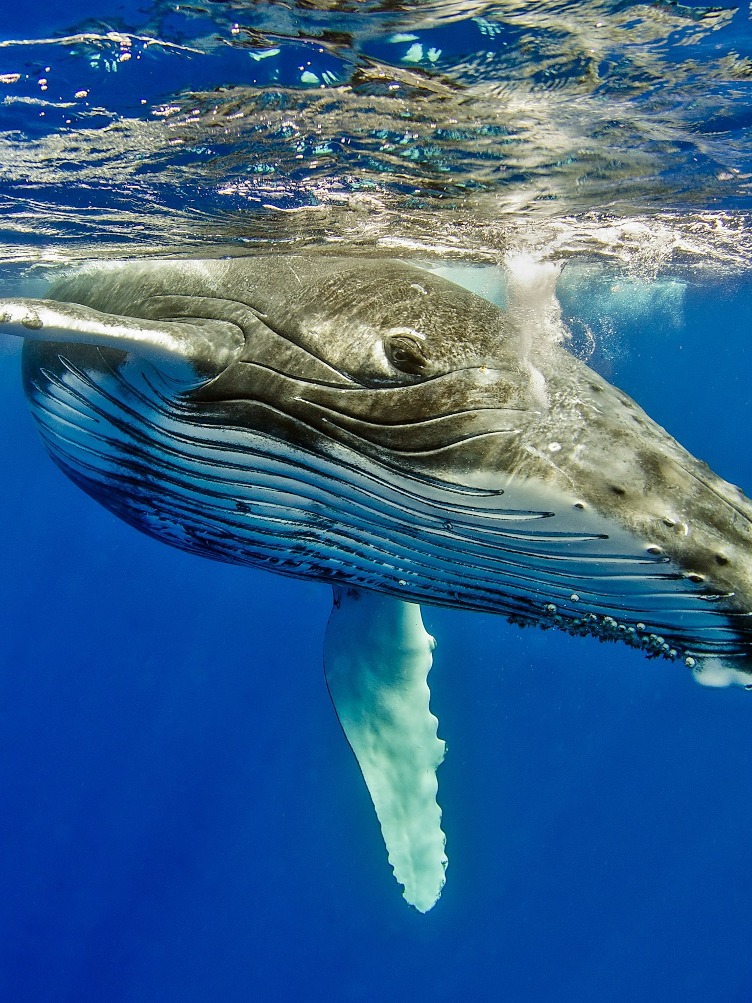 Humpback whale surfacing