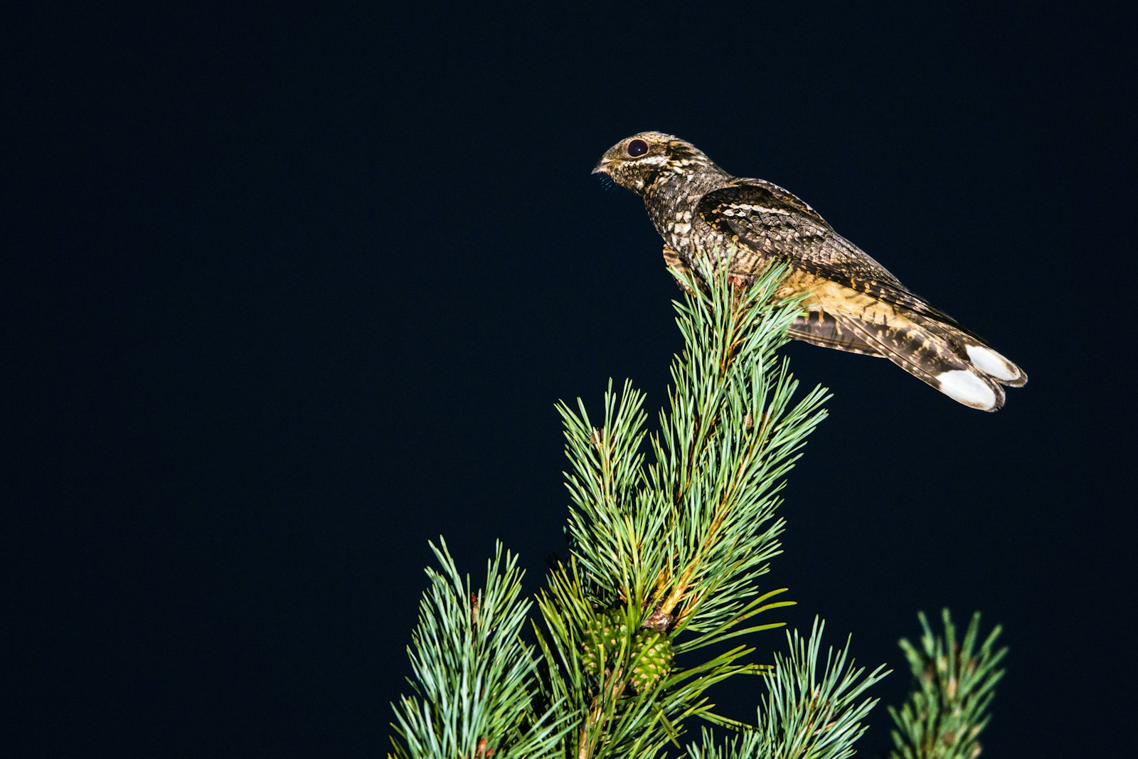 European nightjar Caprimulgus europaeus male on Scots pine