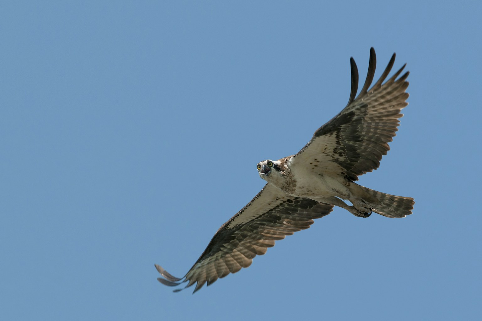 Osprey in flight