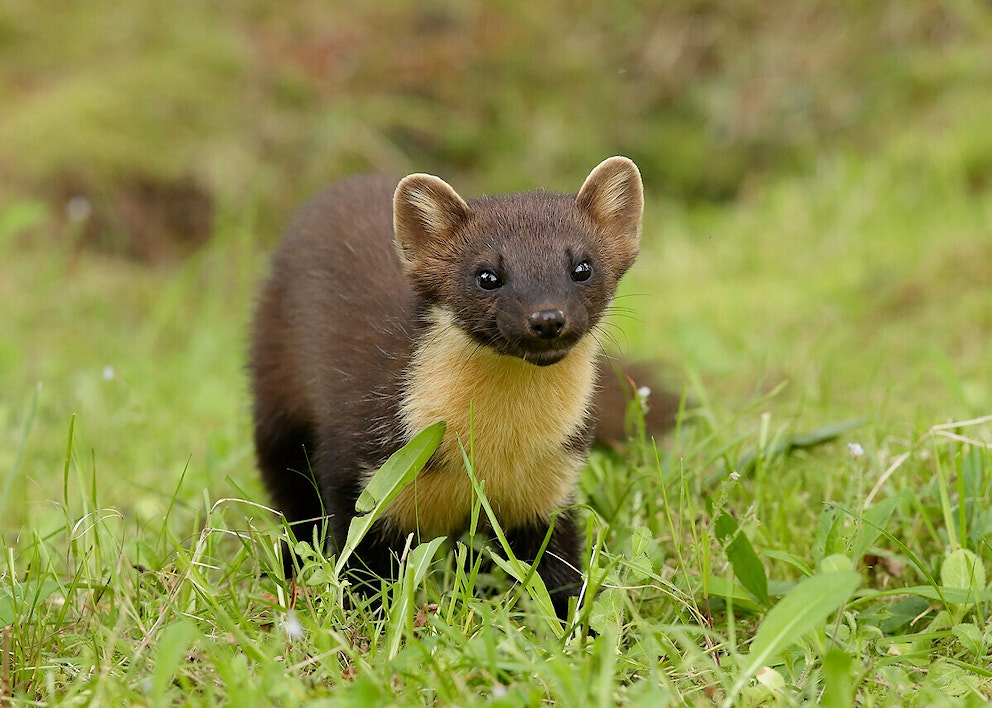 Pine marten in grass