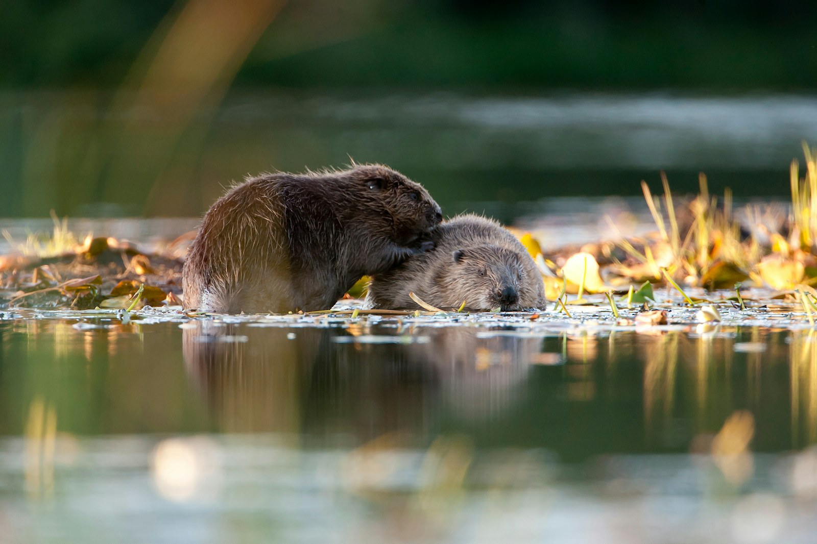 two beavers