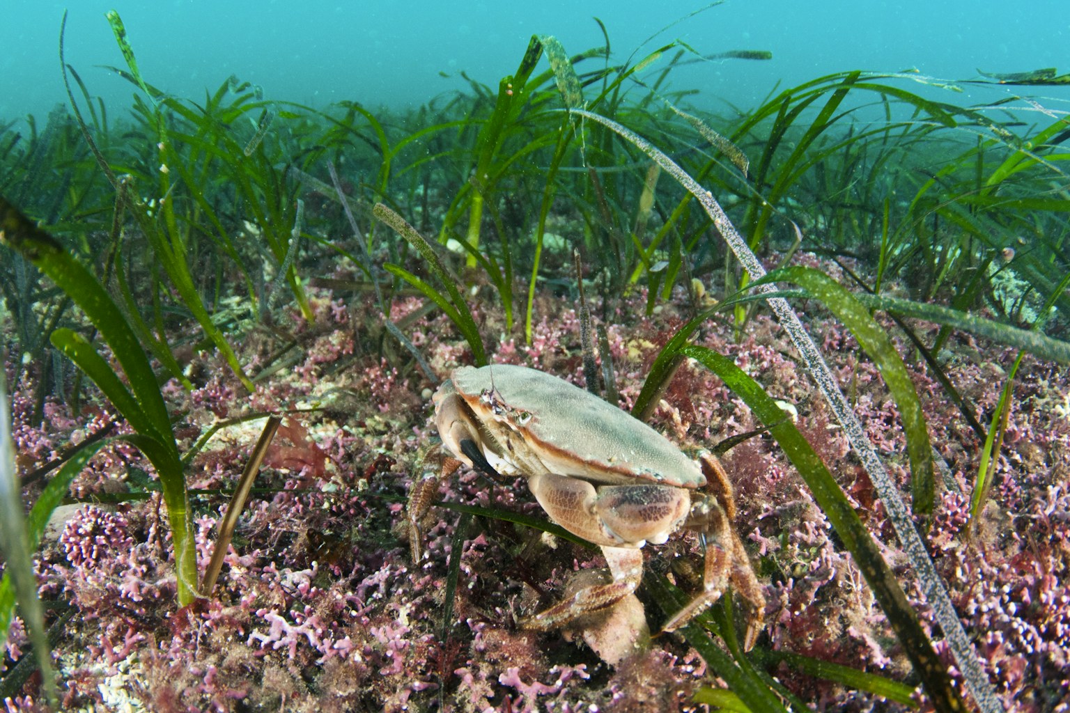 0195 RSUW978 Richard Shucksmith scotlandbigpicture com Crab in Sea Grass 2