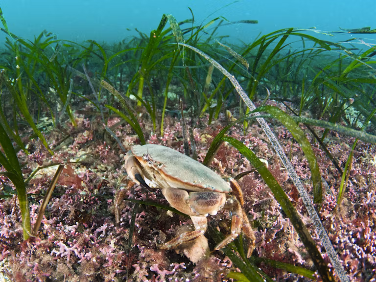 0195 RSUW978 Richard Shucksmith scotlandbigpicture com Crab in Sea Grass 2