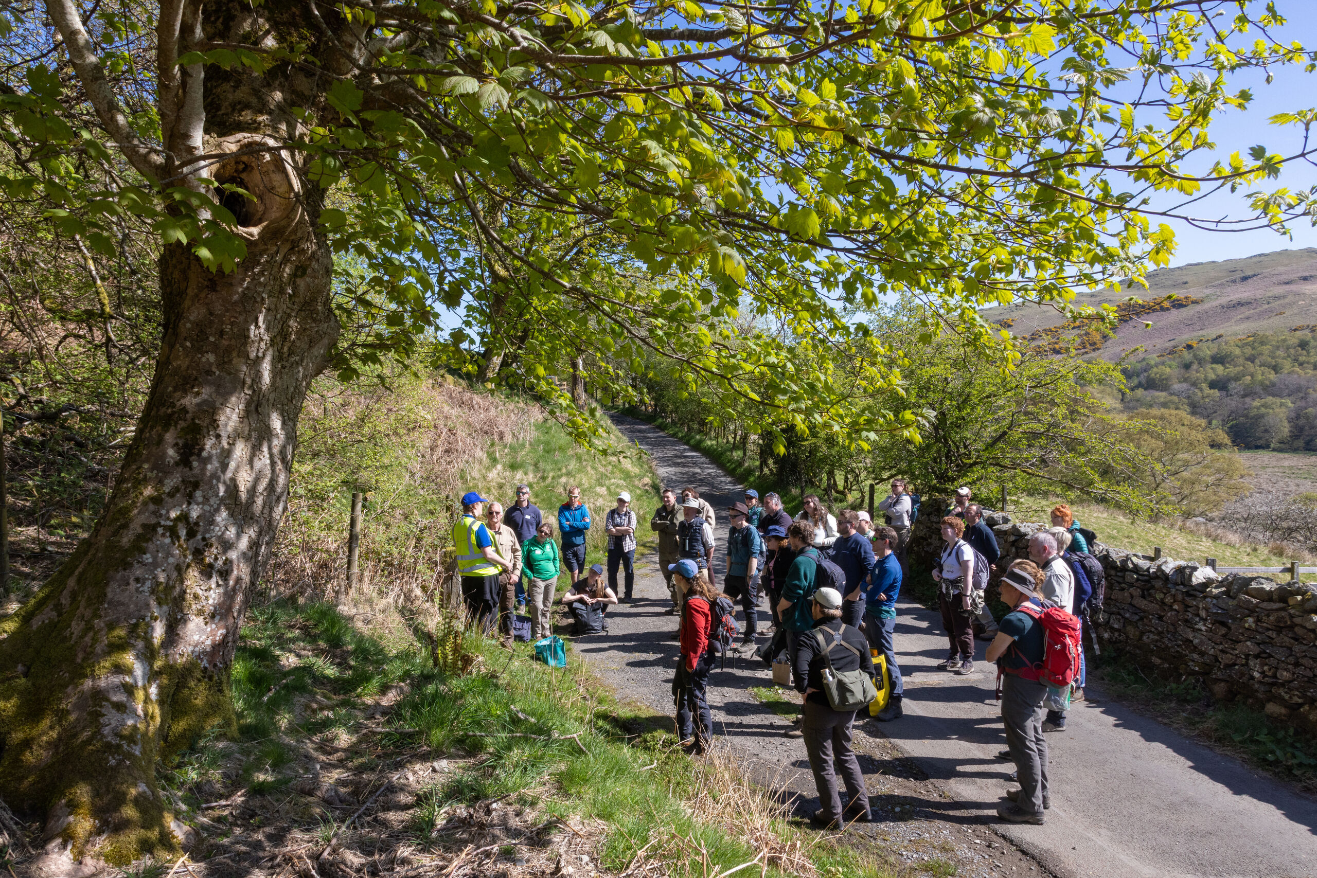 People stood gathered on a lane under a lush green tree at RSPB's Wild Haweswater site.