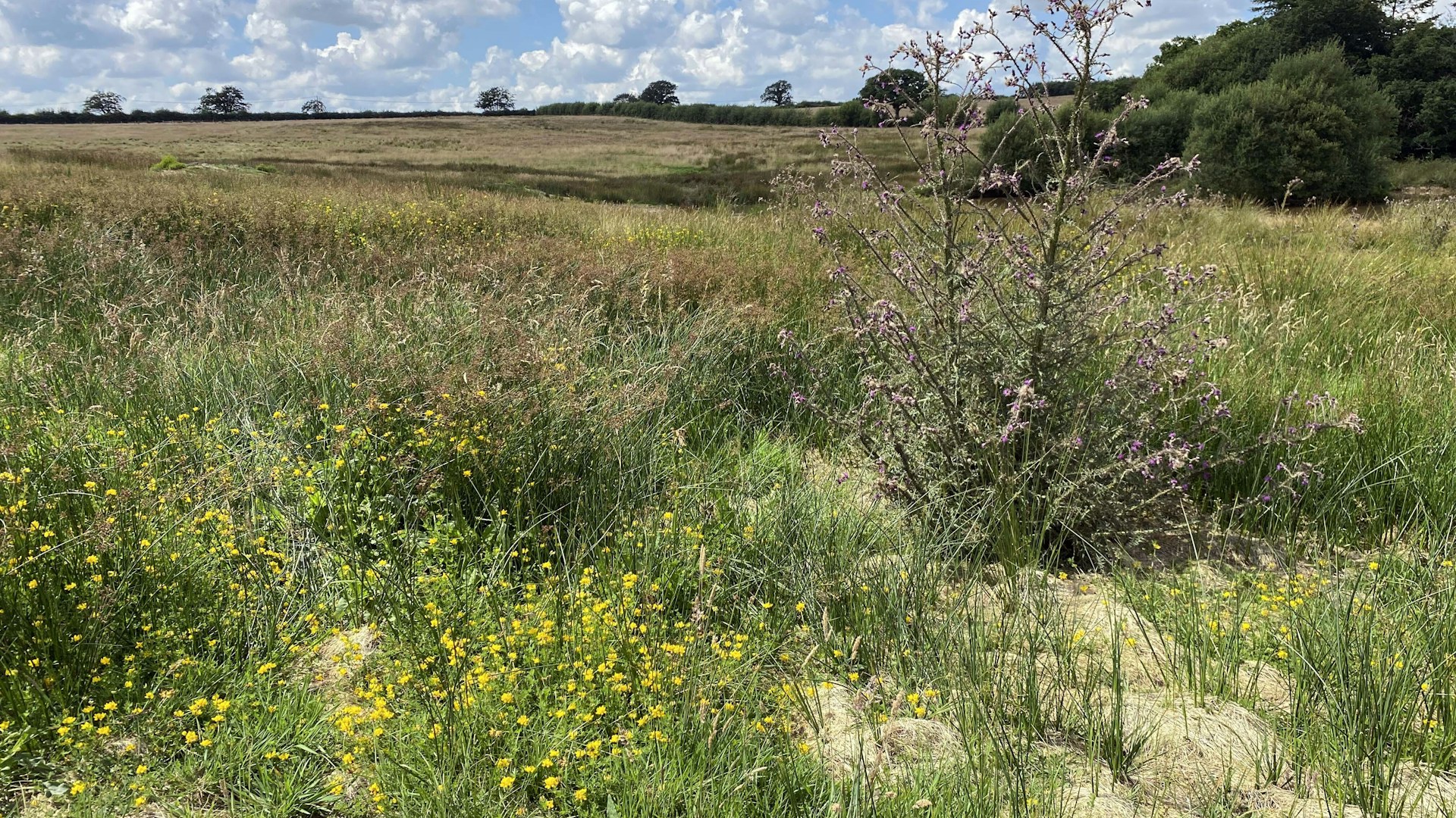 Grassland meadow at Dayshul Brake