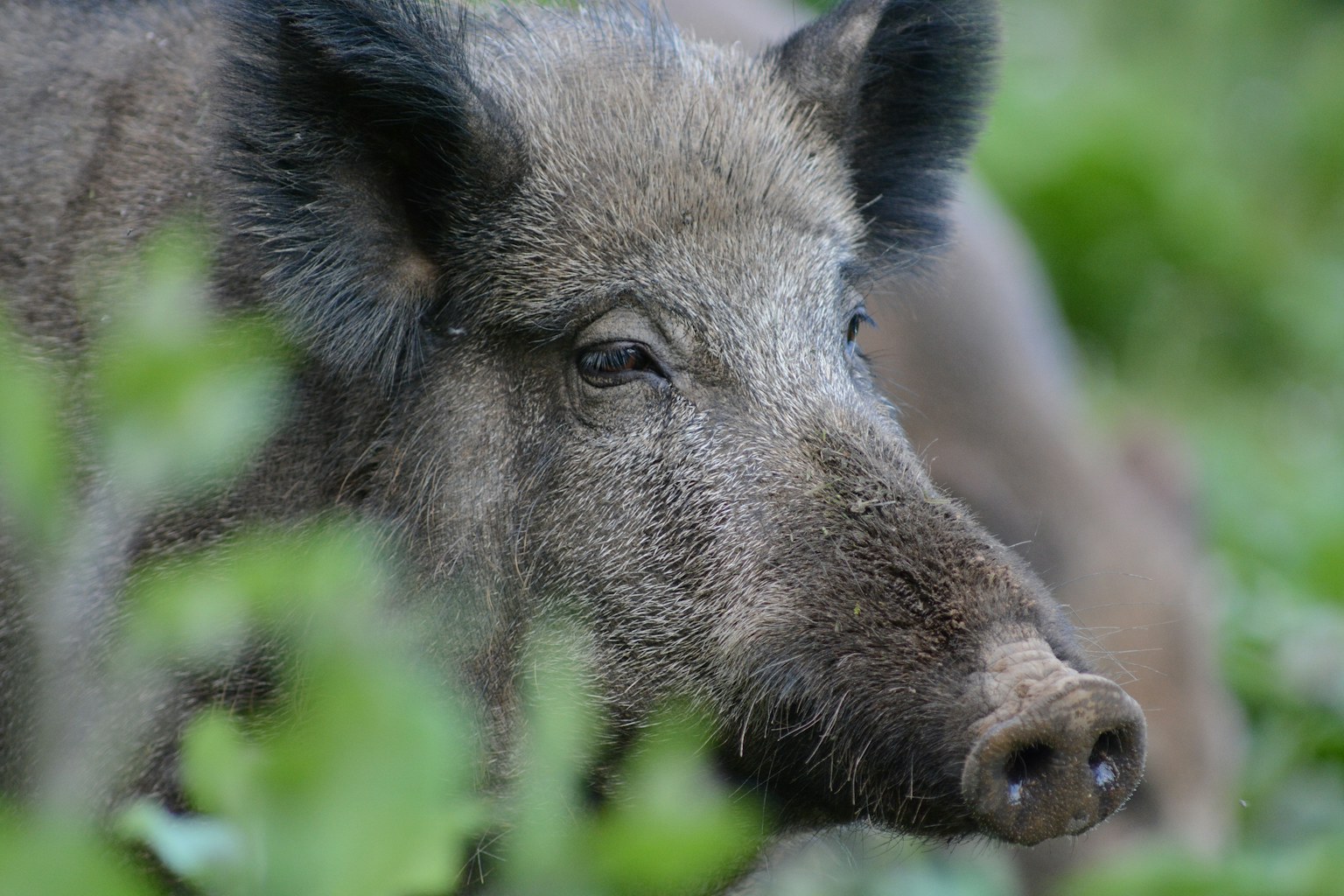 wild boar