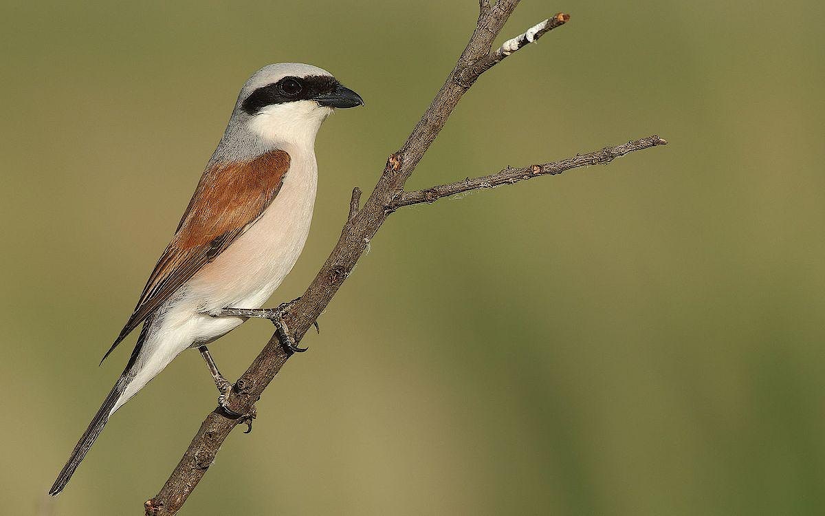 Red backed shrike