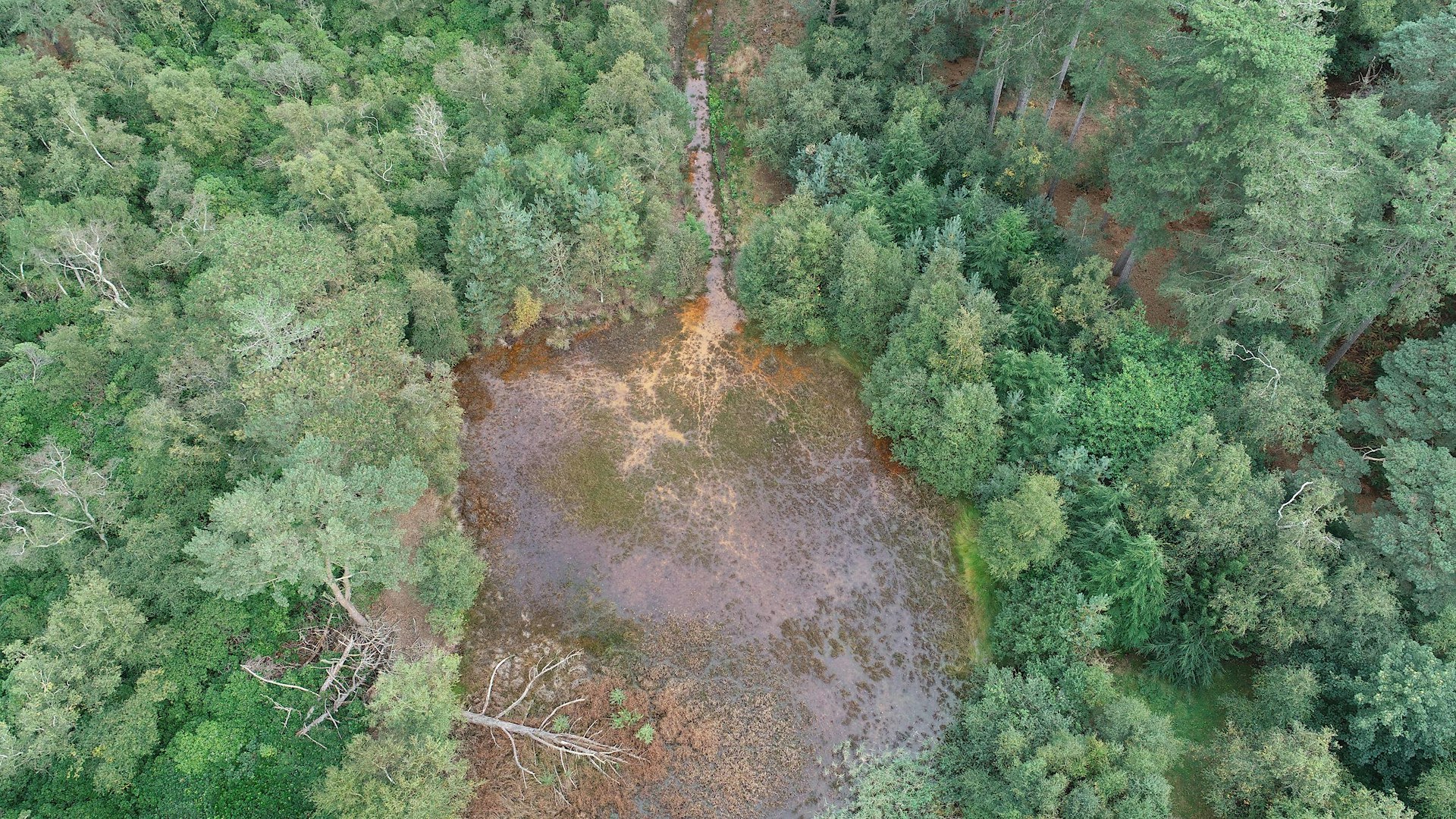 Drone forest landscape at Wild Ken Hill