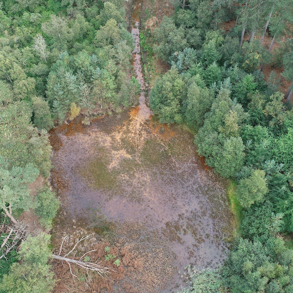 Drone forest landscape at Wild Ken Hill