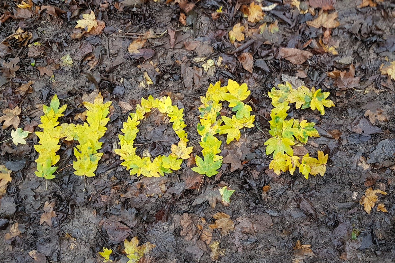 Hope' spelt in leaves