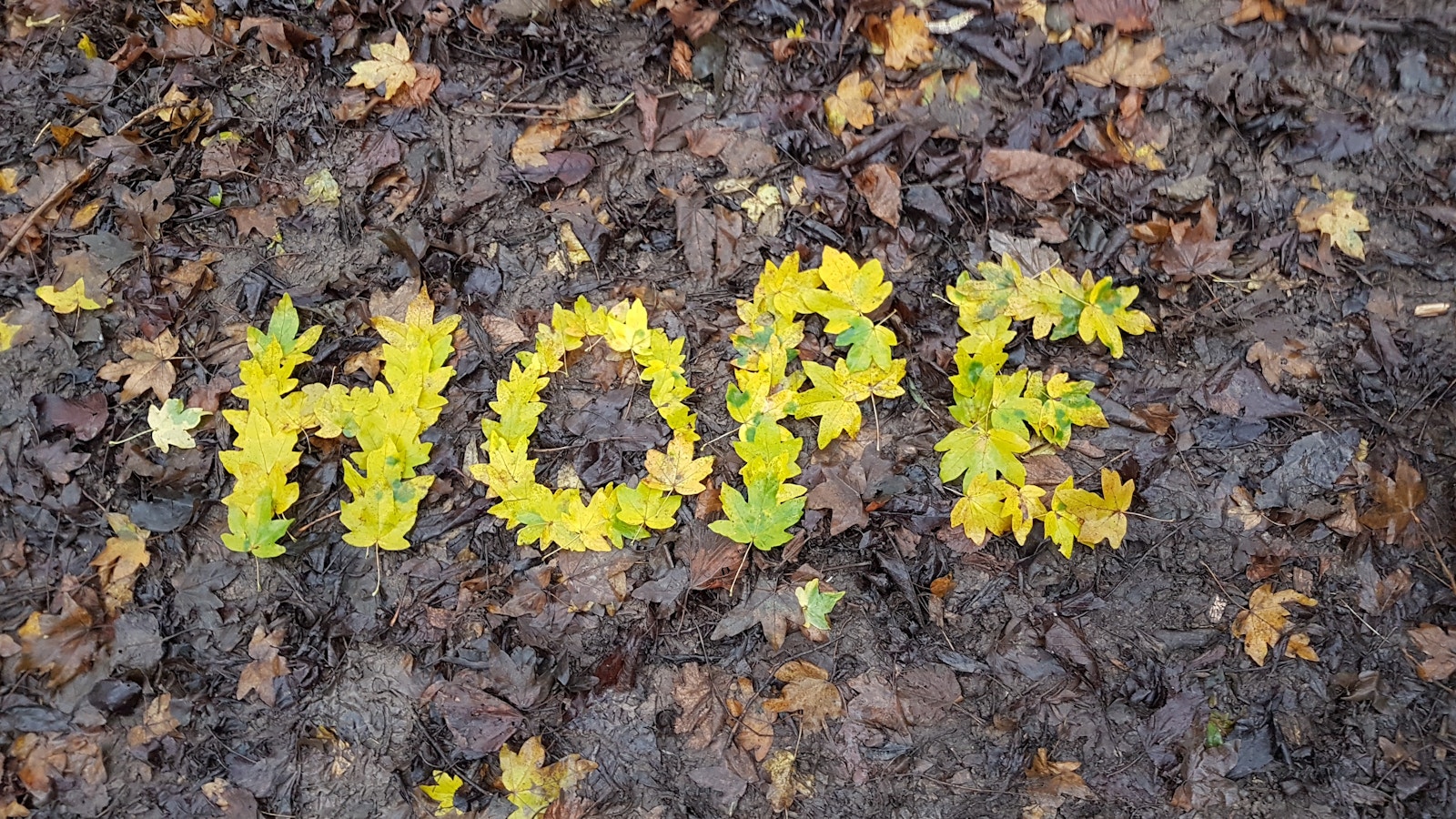 Hope' spelt in leaves