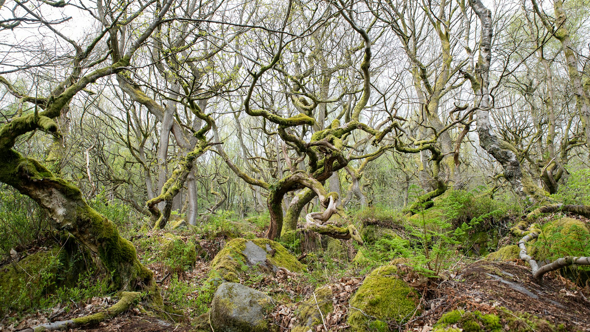 Peak District Padley Gorge s