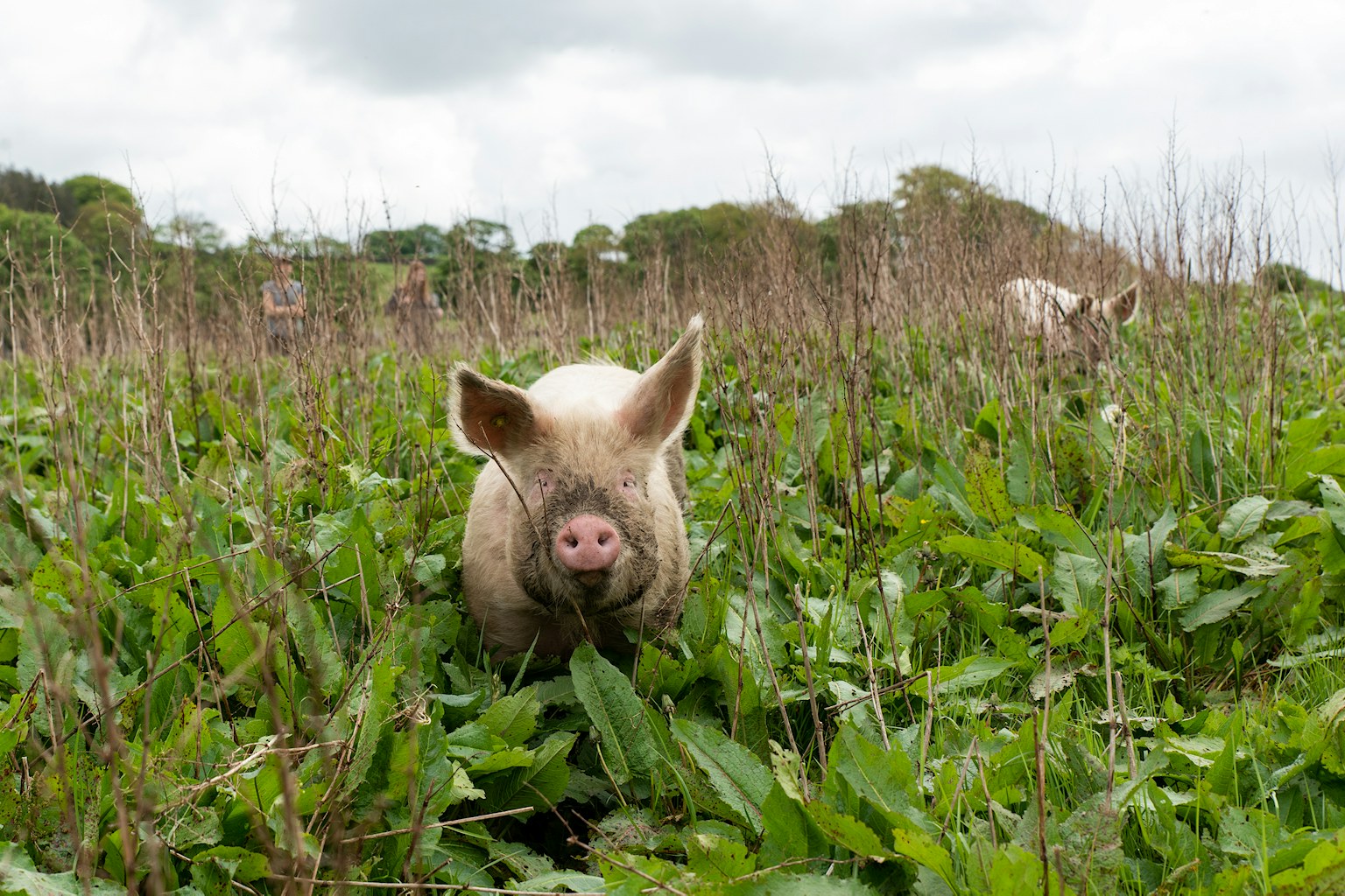 a pig in grassland and meadow at Sunart Farm, Peak District