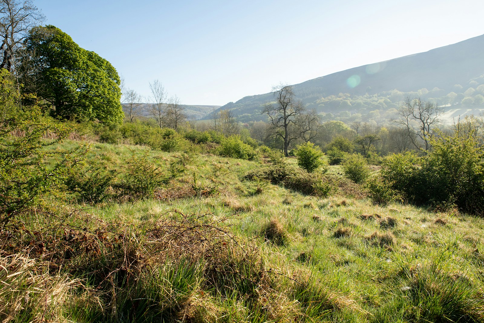 Thornhill Carr Reserve