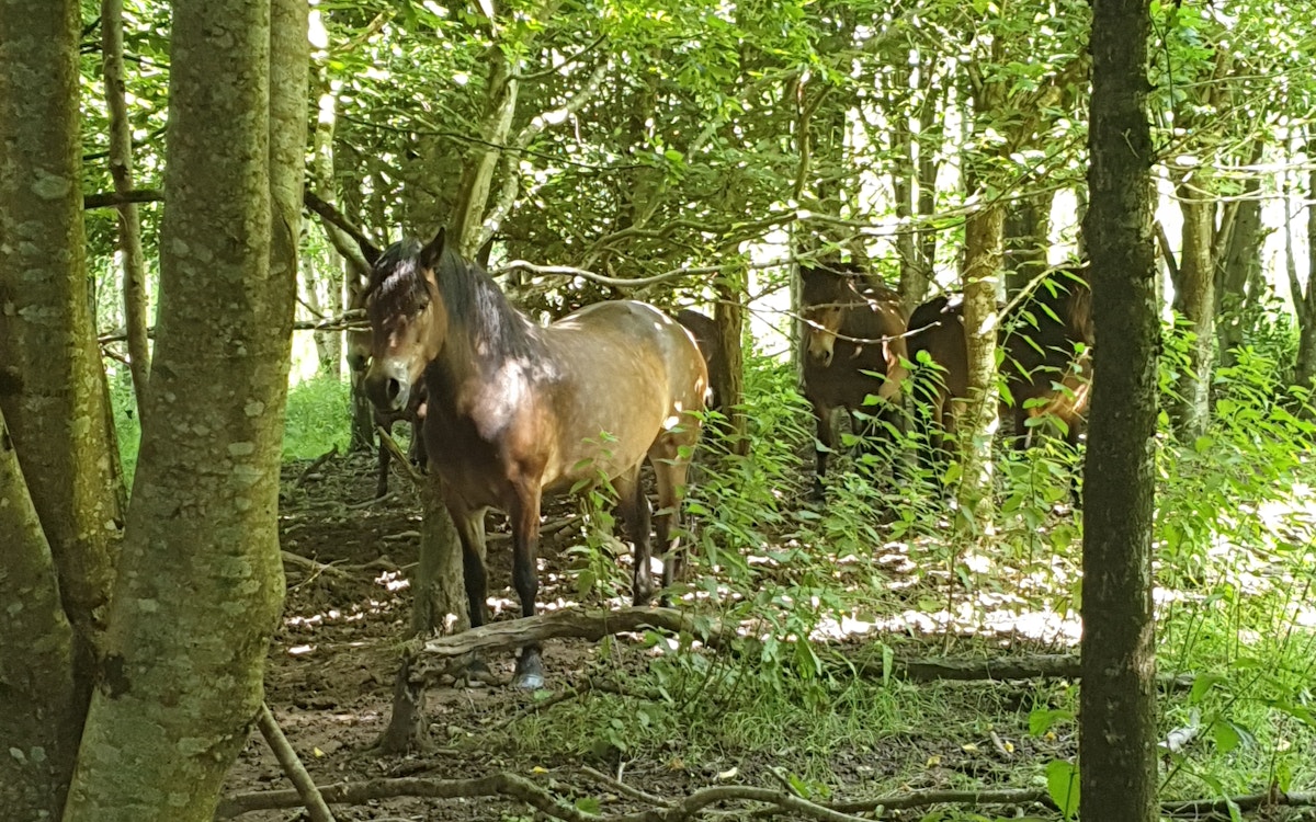 Horses in a wood