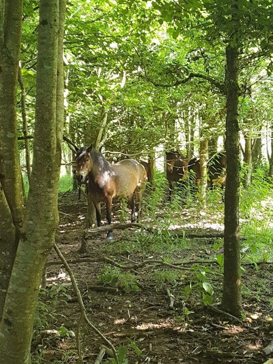 Horses in a wood