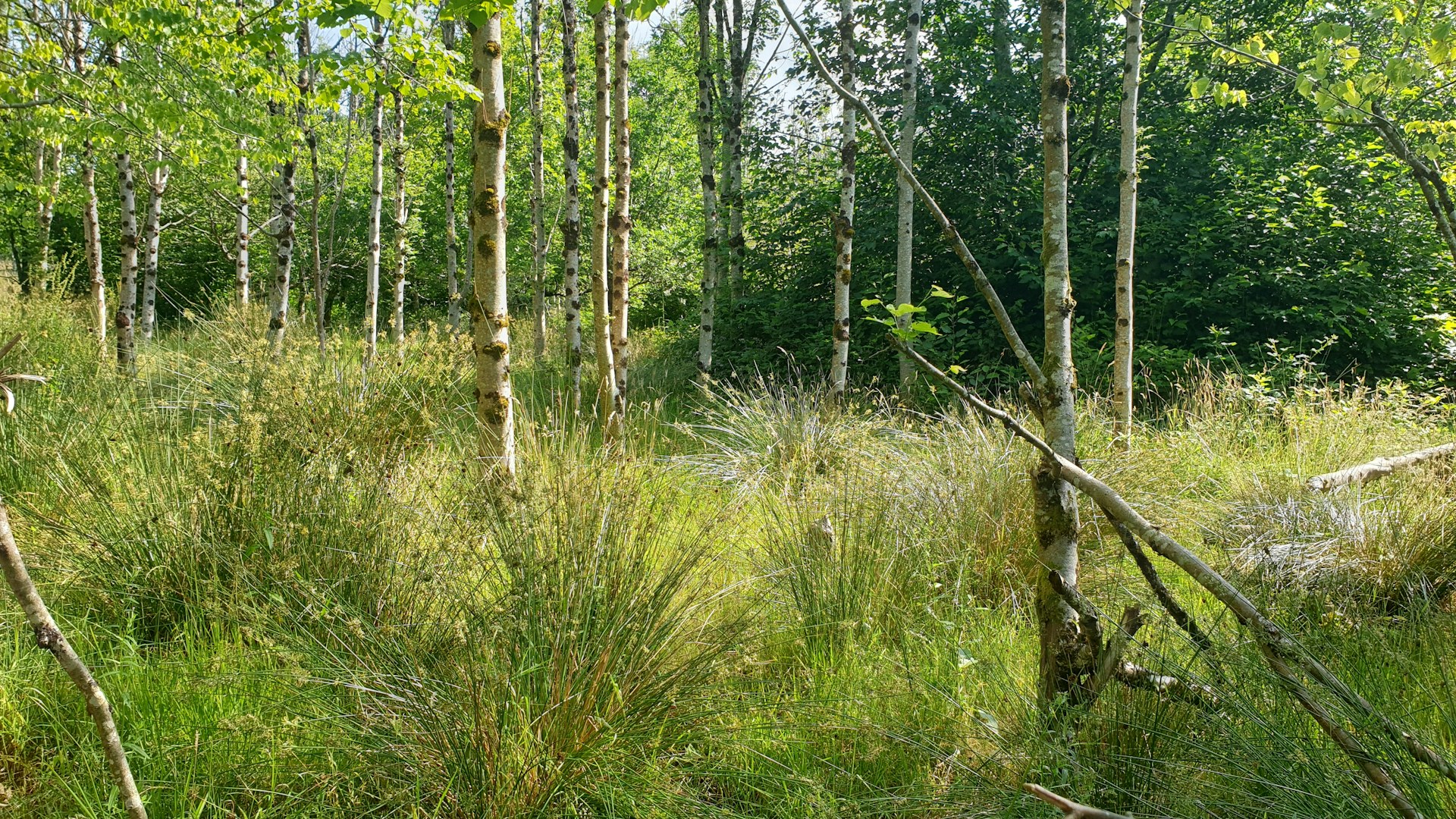 Trees in the sun