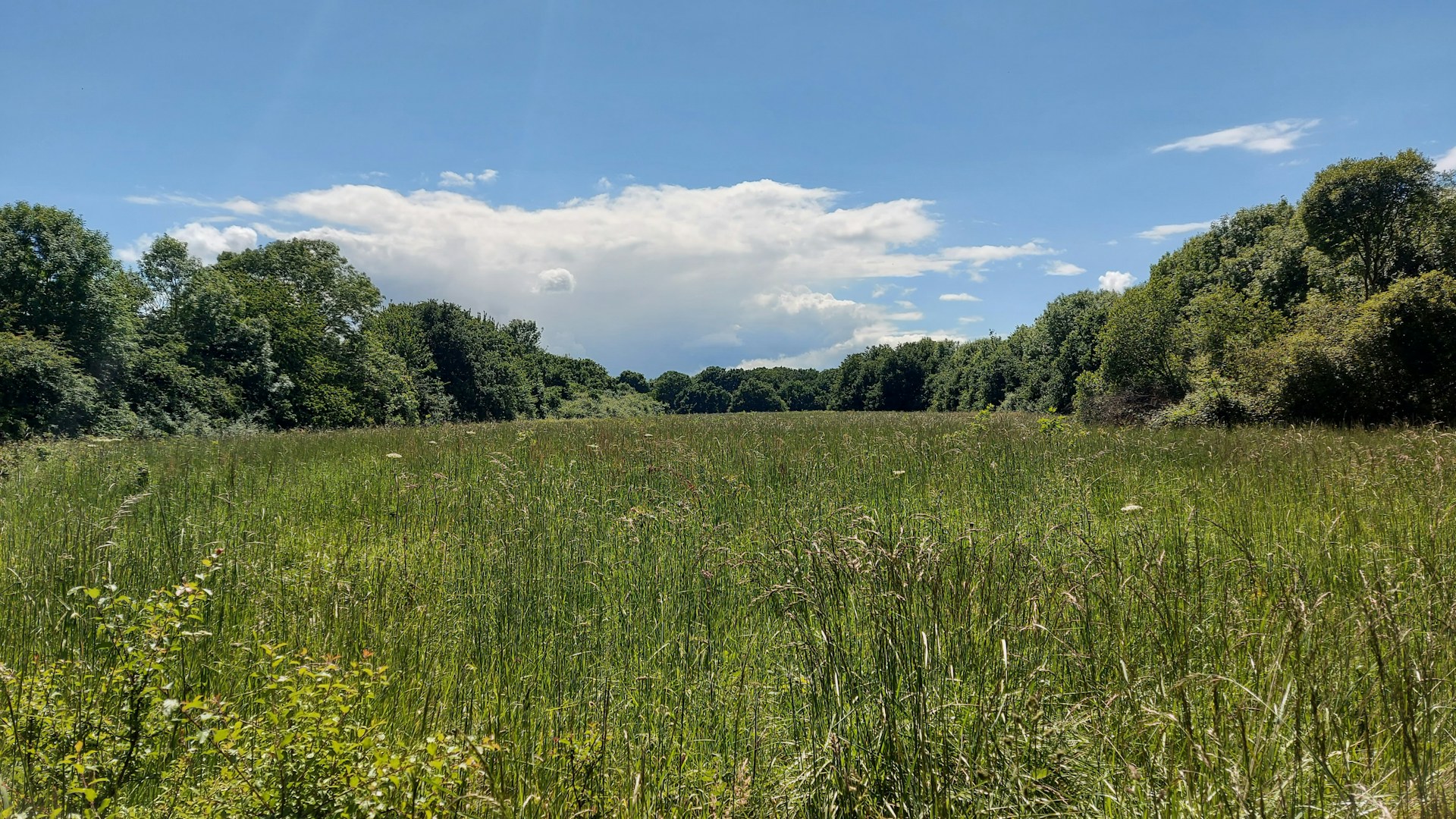 Meadow and grassland