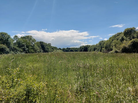 Meadow and grassland