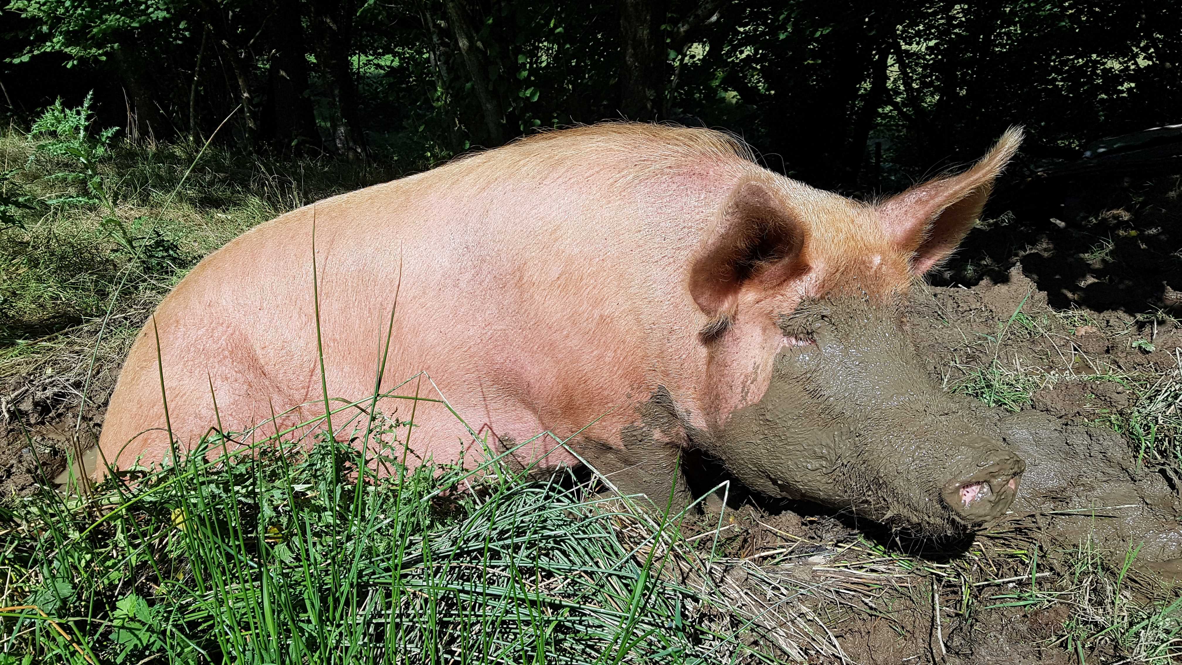 Tamworth pig kick-starting rewilding