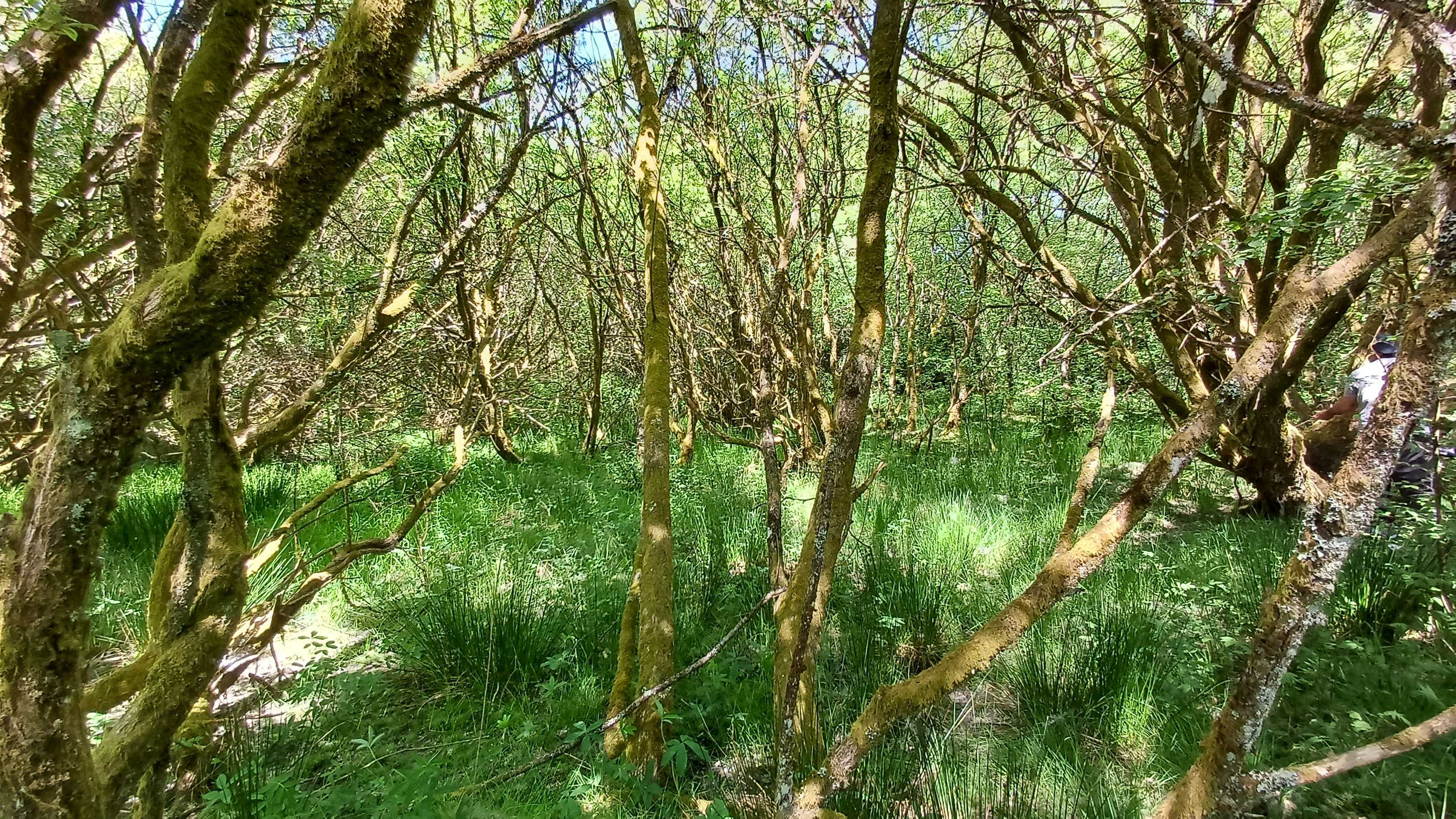 Native woodland now naturally regenerating