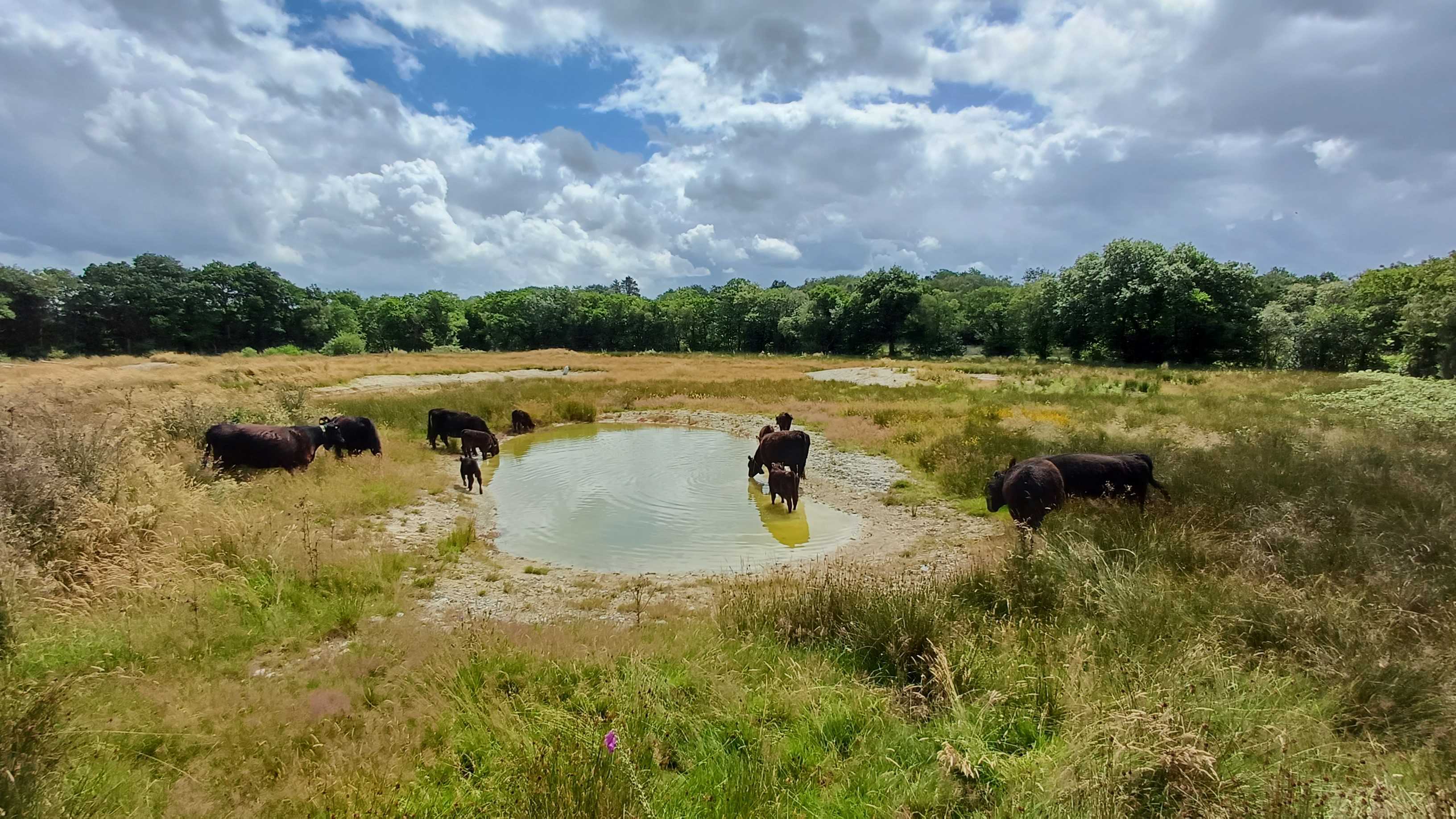Cattle extensively grazing Cefn Garthenor