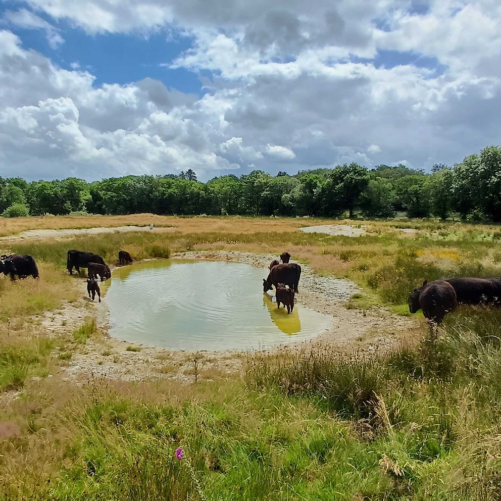 Cattle extensively grazing Cefn Garthenor