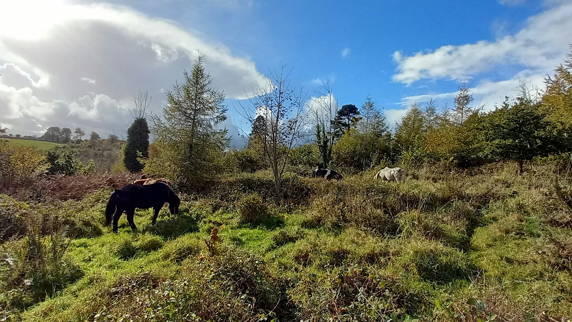 Moor Barton Wilding