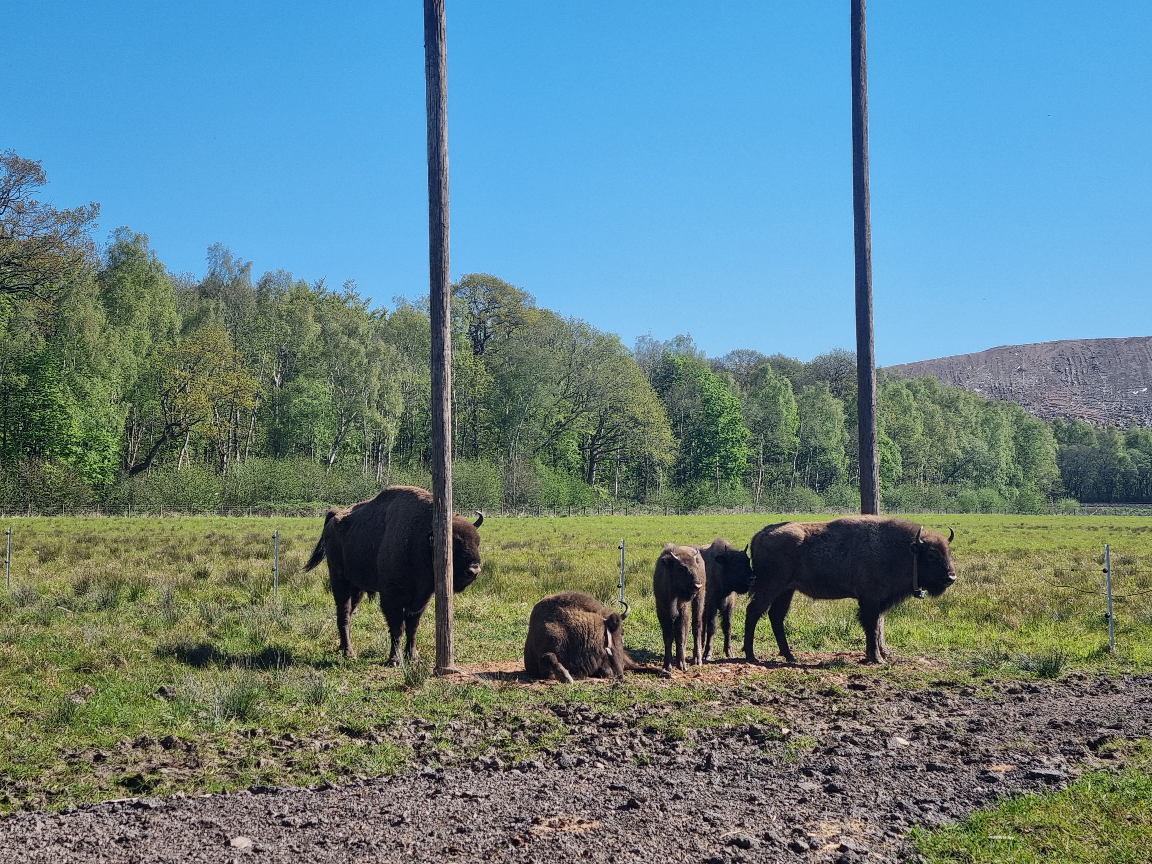 Three adult European bison and two young ones in a field with trees and mountains in the background.