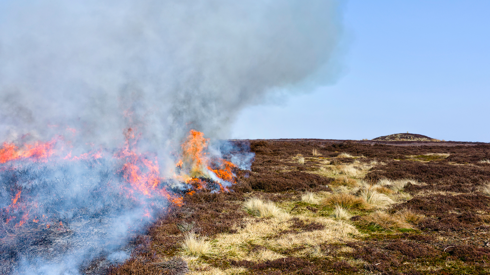 Heather set on fire in Goathland, Yorkshire
