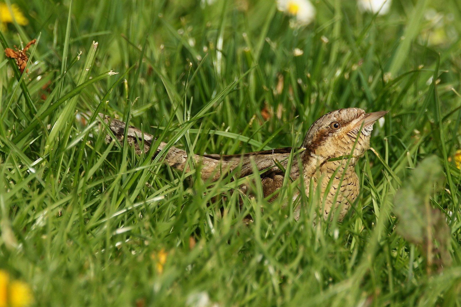 Bird in the grass