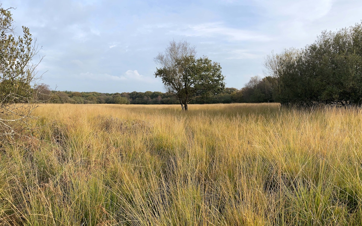 Culm grasslands at Dayshul Brake