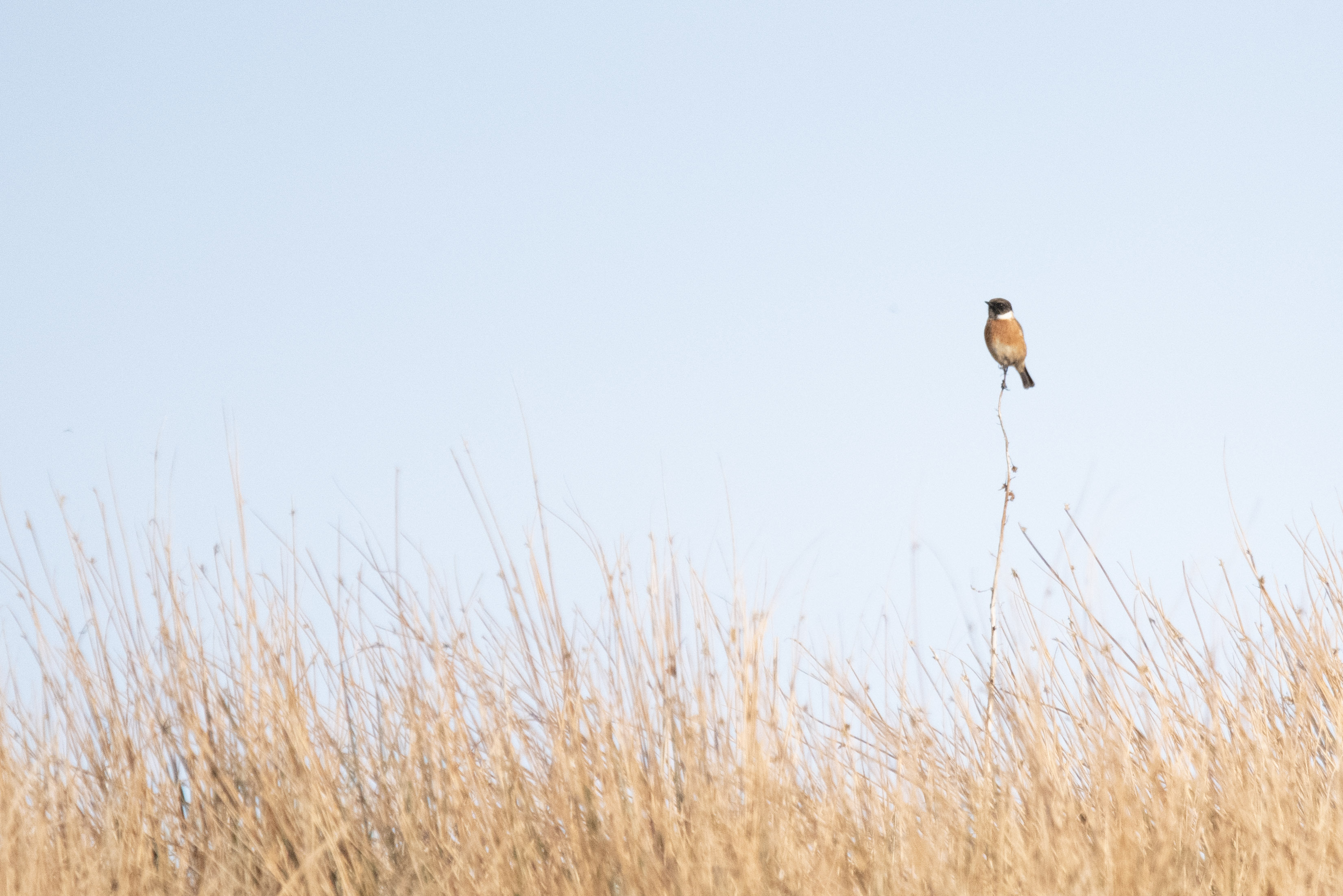 Bird perched in a field