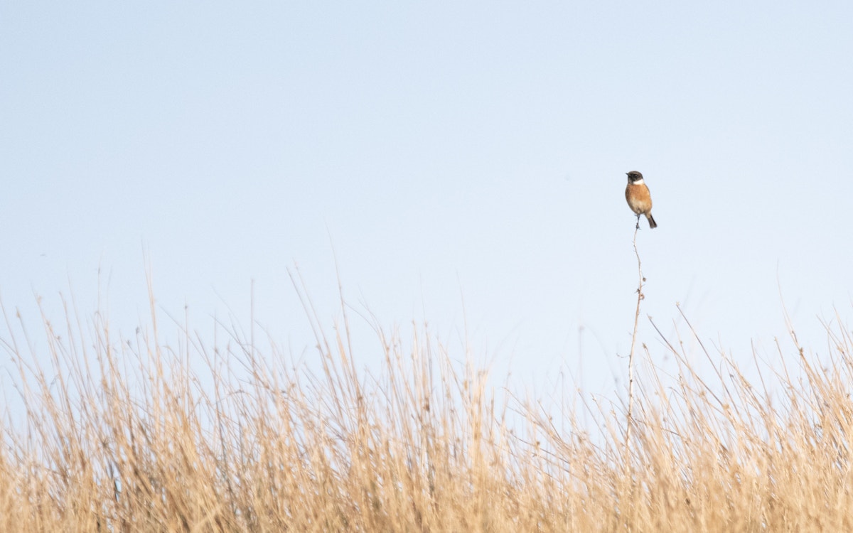 Bird perched in a field