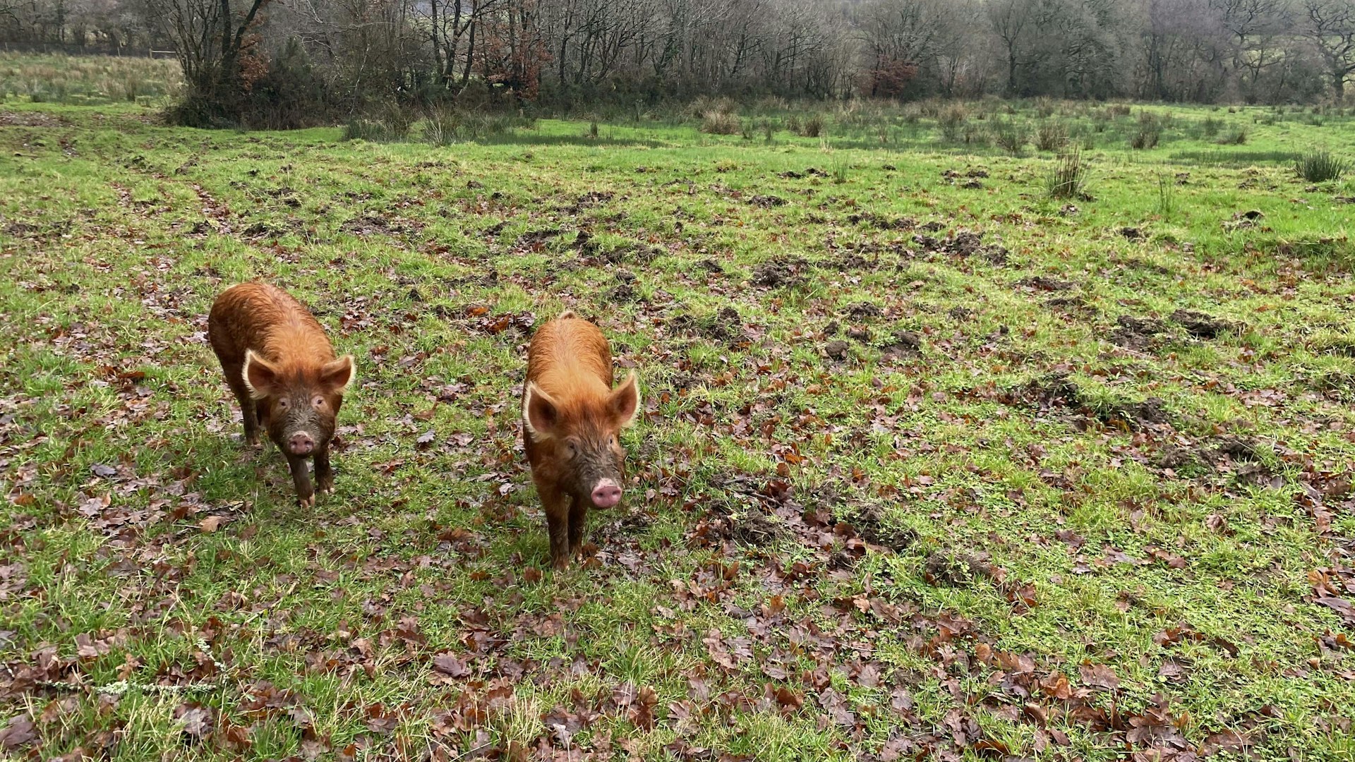 Tamworth Pigs Dayshul Brake