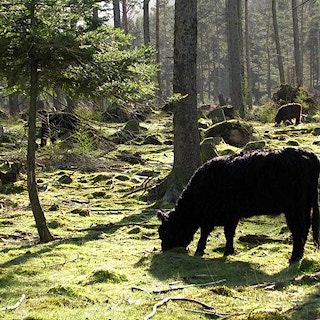 Grazing cattle