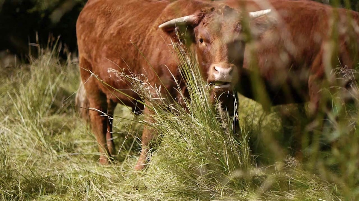 Cow at Dayshul Brake