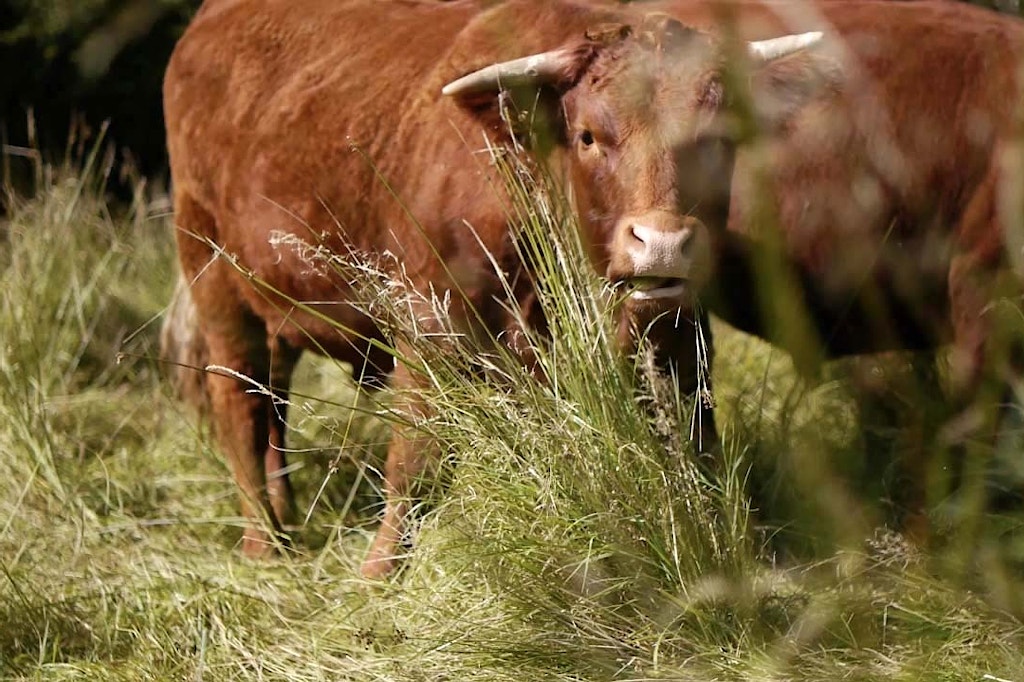 Cow at Dayshul Brake
