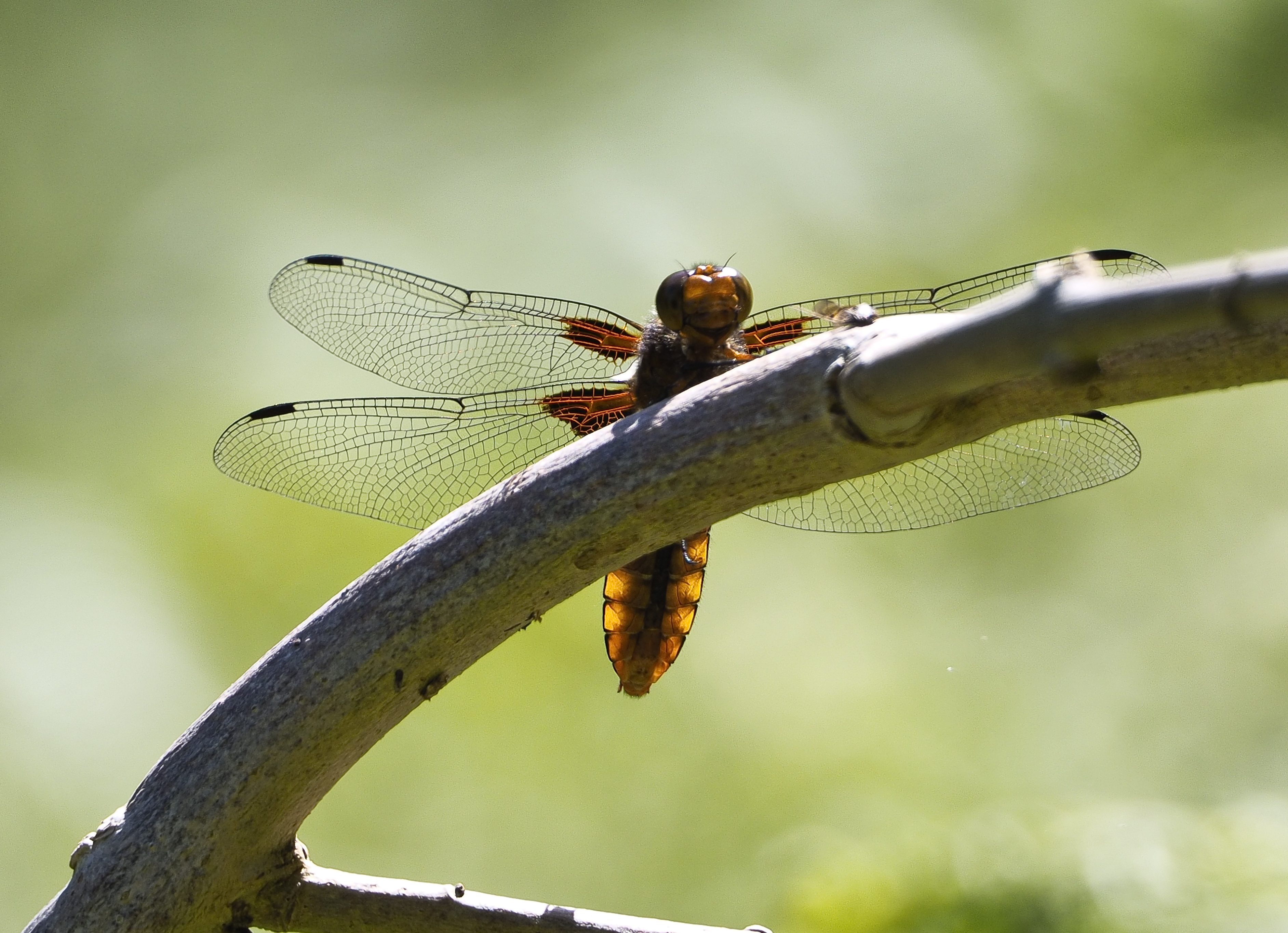 Dragonfly perched on twig