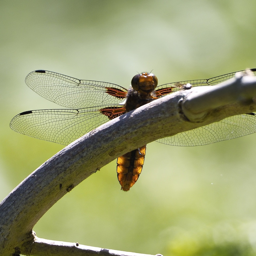 Dragonfly perched on twig