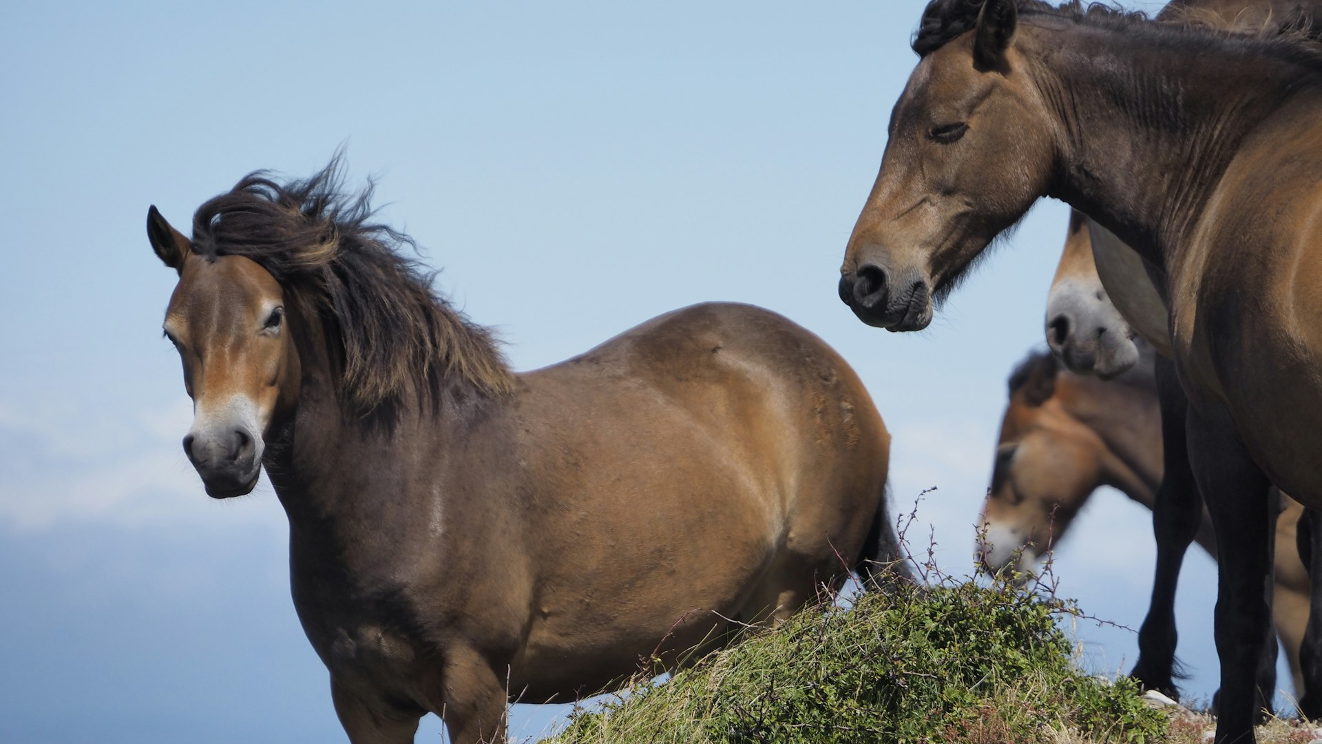 Konik horses on peak