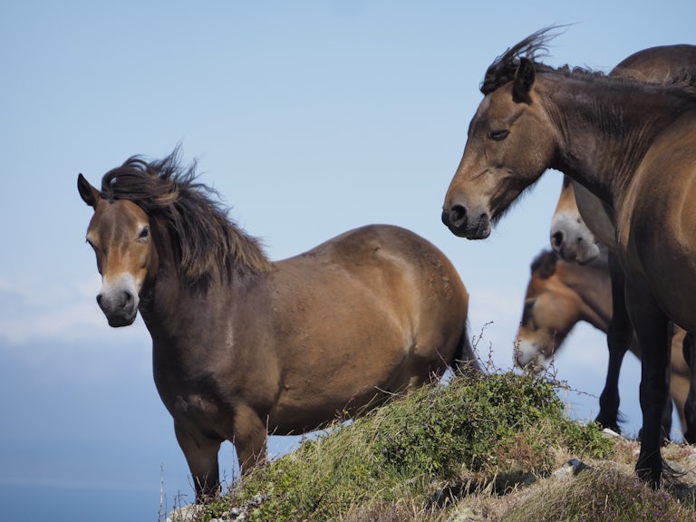 Konik horses on peak