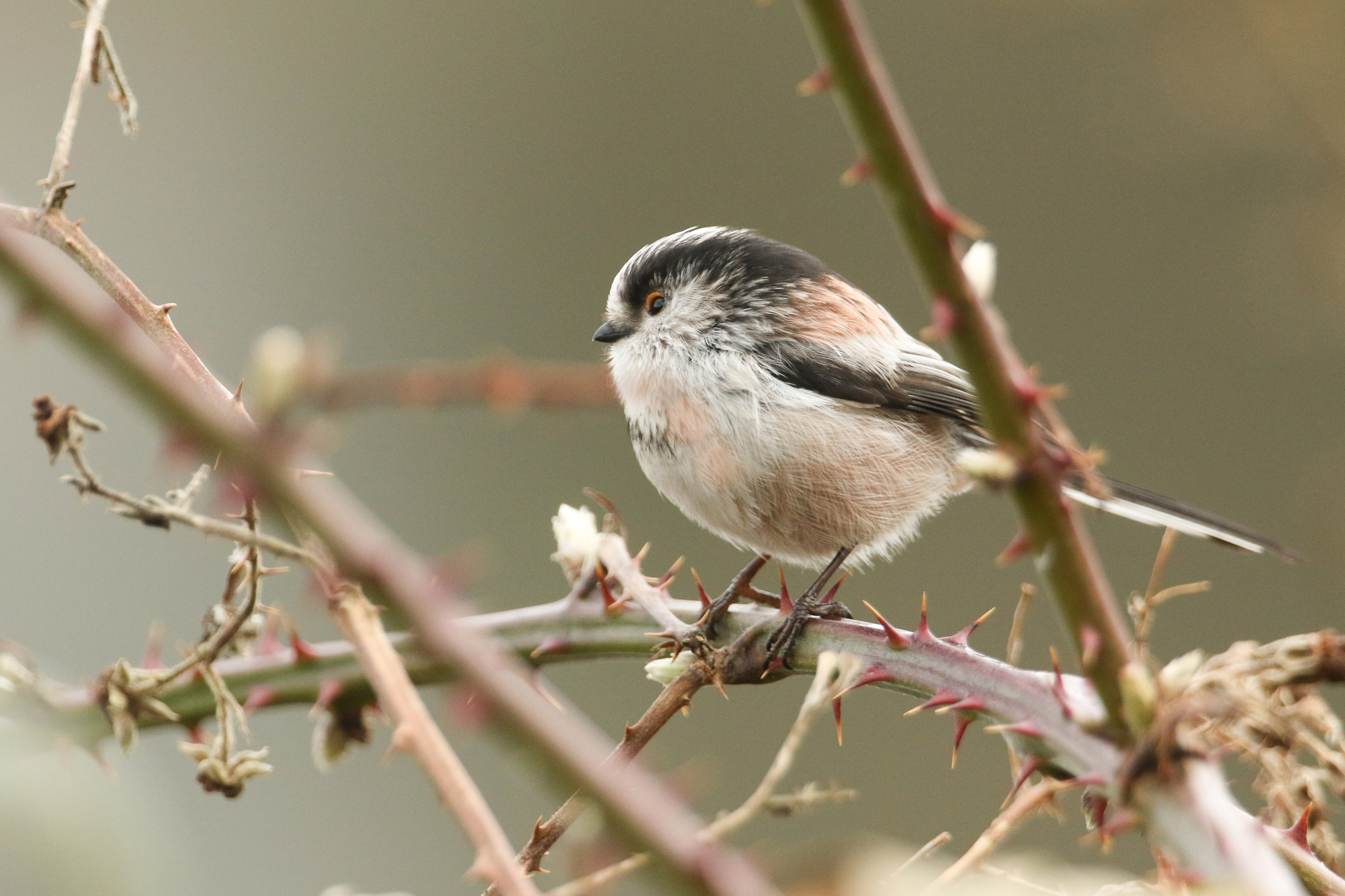 Long-tailed tit perched on a branch of bramble bush