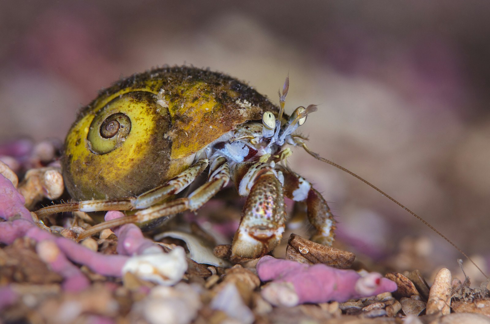 Common hermit crab in a bed of maerl, a pink coraline algae. Loch Carron, Ross and Comarty, Scotland. British Isles. North East Atlantic Ocean